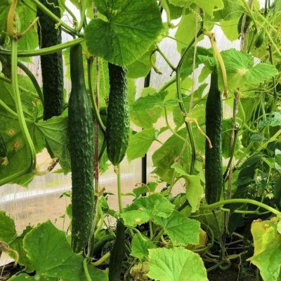 Огурец Китайский змей Огурец Китайский змей фото