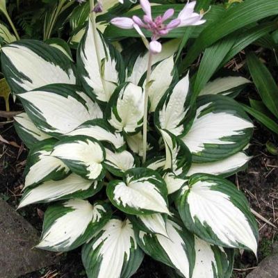 Хоста Файр Энд Айс , C2 Хоста Файр Энд Айс , C2 фото