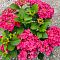 Гортензия крупнолистная Фрэнси Хот Пинк - Dolina-Sad.Ru