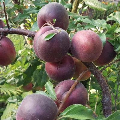 Абрикос Черный Бархат Абрикос Черный Бархат - Dolina-Sad.Ru