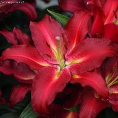 Лилия Гранд Туризмо Лилия Гранд Туризмо фото