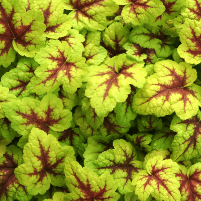 Гейхера Стоплайт фото