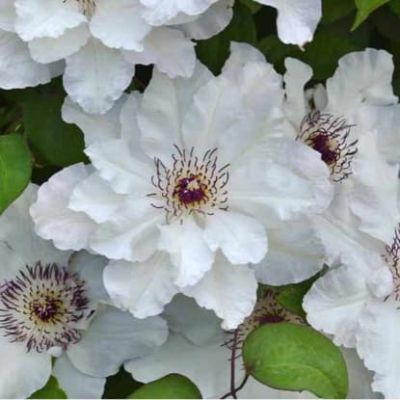 Клематис Мария Качинская Клематис Мария Качинская фото