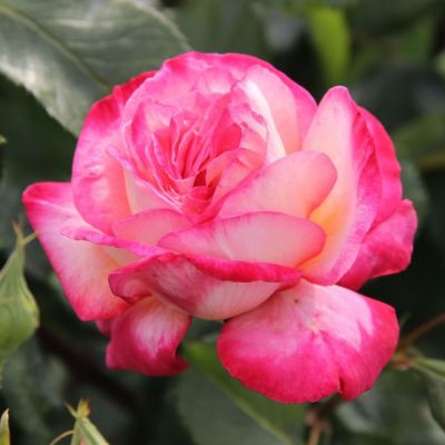 Роза Рина Херхолдт Роза Рина Херхолдт - Dolina-Sad.Ru