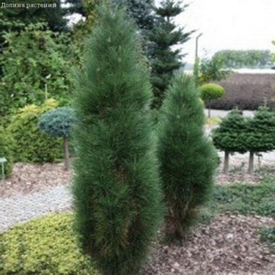 Сосна Черная Пирамидалис Сосна Черная Пирамидалис фото