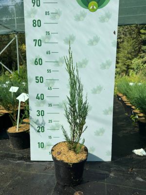 Можжевельник скальный Скайрокет, С3 Можжевельник скальный Скайрокет, С3 - Dolina-Sad.Ru