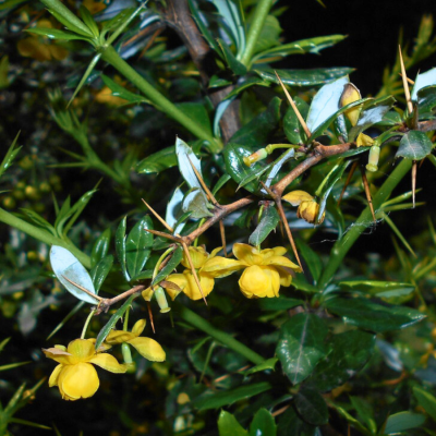 Барбарис Джут, С3 Барбарис Джут, С3 - Dolina-Sad.Ru