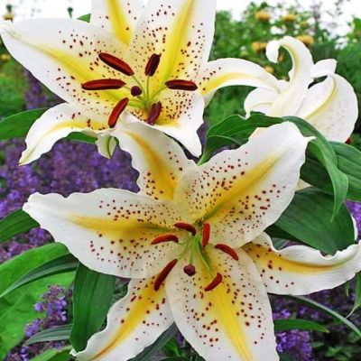 Лилия Гарден Пати Лилия Гарден Пати фото