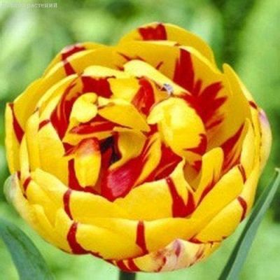 Тюльпан Голден Ницца Тюльпан Голден Ницца фото