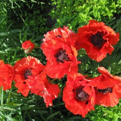 Мак восточный Даблунс - Dolina-Sad.Ru