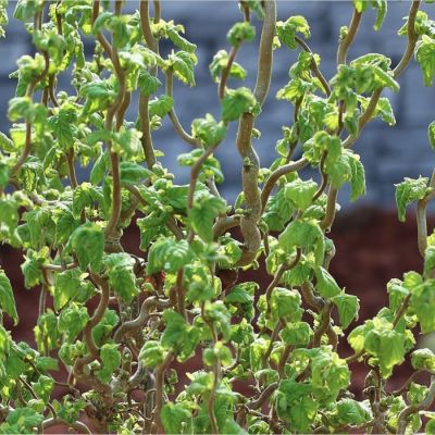 Лещина обыкновенная Скутер Лещина обыкновенная Скутер - Dolina-Sad.Ru