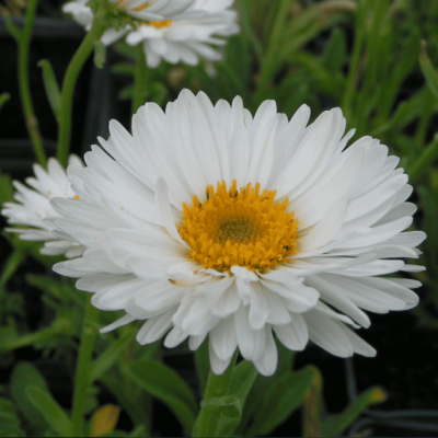 Астра альпийская Альбус фото