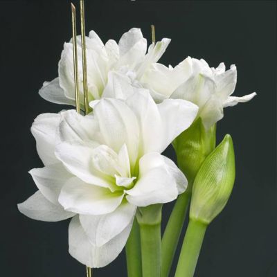 Амариллис Джевел Амариллис Джевел фото