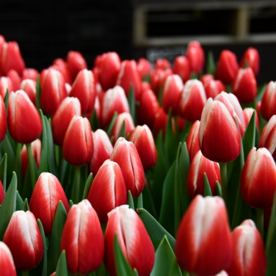 Тюльпан Таймлесс - Dolina-Sad.Ru