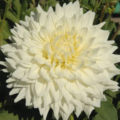 Георгина Хакую Георгина Хакую фото