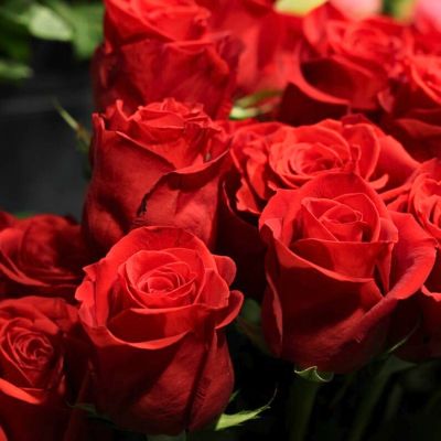 Роза Фридом Роза Фридом - Dolina-Sad.Ru