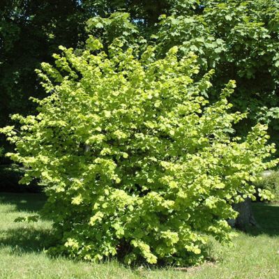 Лещина обыкновенная, С3 - Dolina-Sad.Ru