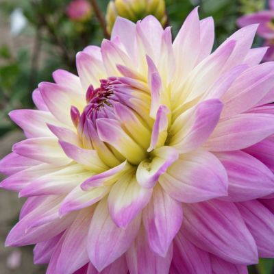 Георгина Мисс Делайла Георгина Мисс Делайла - Dolina-Sad.Ru