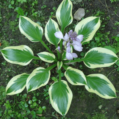 Хоста Квин Жозефин Хоста Квин Жозефин фото