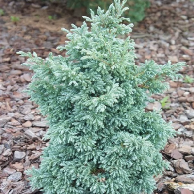 Кипарисовик горохоплодный Бейби Блю Кипарисовик горохоплодный Бейби Блю фото