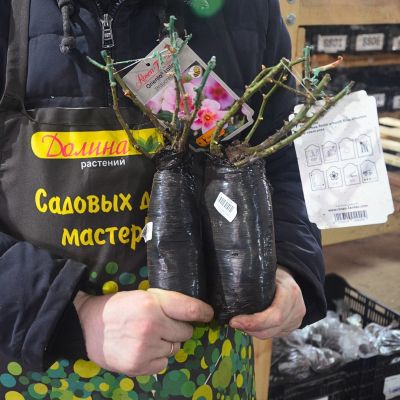 Роза Ориента Лейла Роза Ориента Лейла - Dolina-Sad.Ru