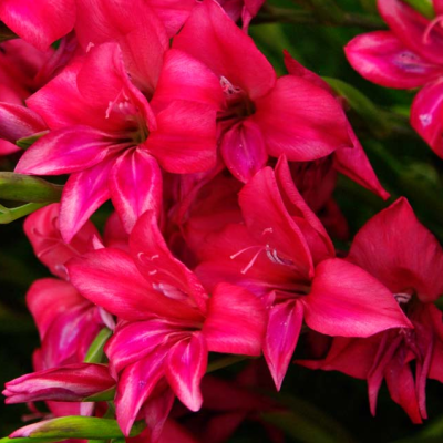 Гладиолус Робинетта Гладиолус Робинетта фото