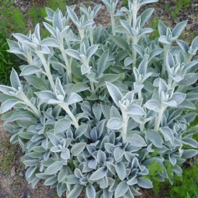 Чистец шерстистый фото