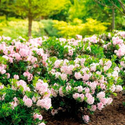 Рододендрон Блюмбукс Рододендрон Блюмбукс - Dolina-Sad.Ru