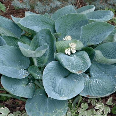 Хоста Абиква Дринкинг Гуард , C2 фото