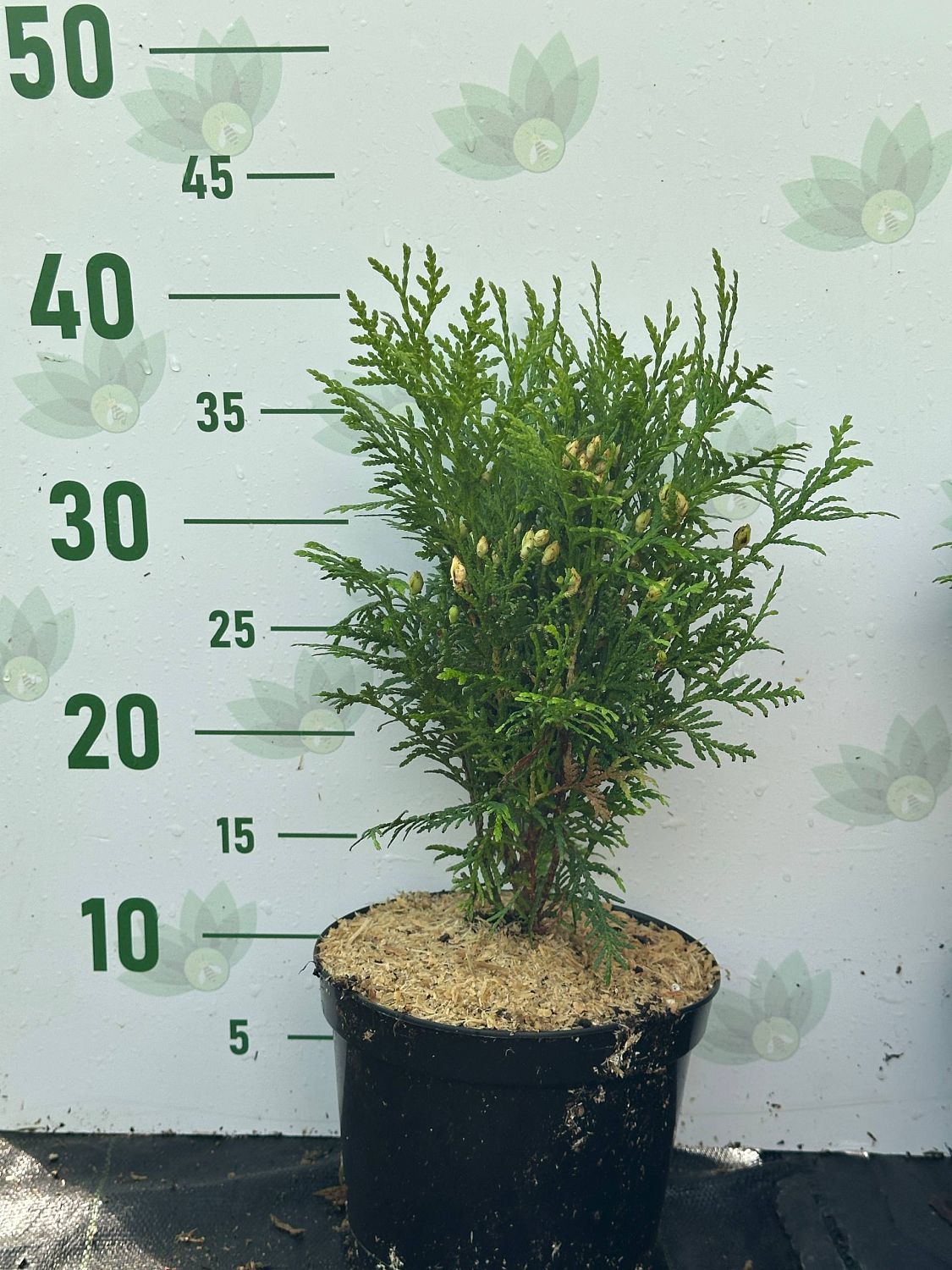 Туя западная Даника, С2 Туя западная Даника, С2 - Dolina-Sad.Ru