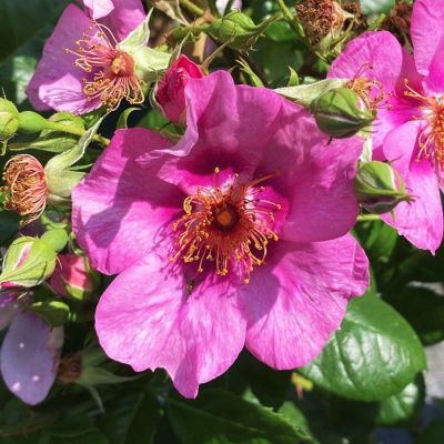 Роза Ориента Лейла Роза Ориента Лейла - Dolina-Sad.Ru