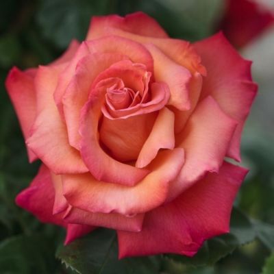 Роза штамбовая Кристофор Колумб Роза штамбовая Кристофор Колумб - Dolina-Sad.Ru