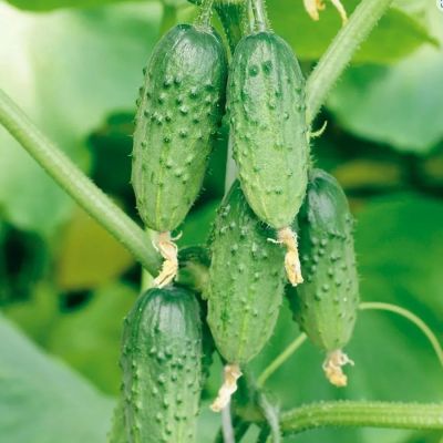 Огурец Лилипут F1 пикуль автор. Огурец Лилипут F1 пикуль автор. - Dolina-Sad.Ru