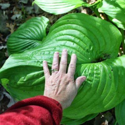 Хоста Ти Рэкс Хоста Ти Рэкс фото