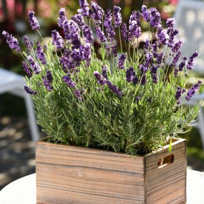 Лаванда узколистная Сентивия Эрли Блю , x Лаванда узколистная Сентивия Эрли Блю , x фото