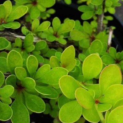 Барбарис Тунберга Смарагд Барбарис Тунберга Смарагд фото