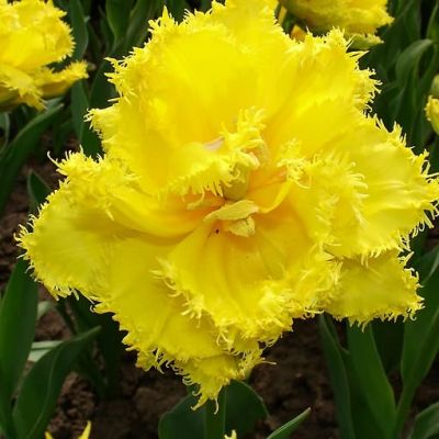 Тюльпан Экзотик Сан Тюльпан Экзотик Сан фото