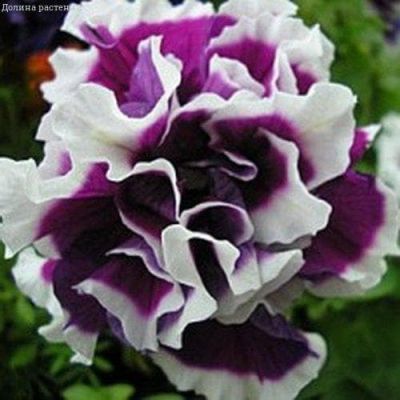 Петуния Пируэтт Парпл Петуния Пируэтт Парпл фото