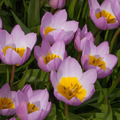 Тюльпан Лилак Вондер Тюльпан Лилак Вондер фото