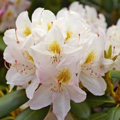 Рододендрон Элис Рододендрон Элис - Dolina-Sad.Ru