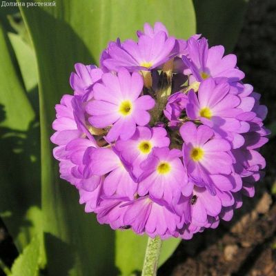 Примула мелкозубчатая Блю Примула мелкозубчатая Блю фото