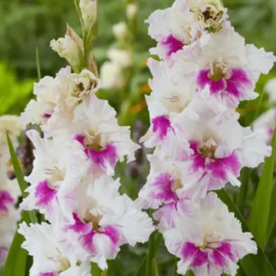 Гладиолус Виолет Харт Гладиолус Виолет Харт - Dolina-Sad.Ru