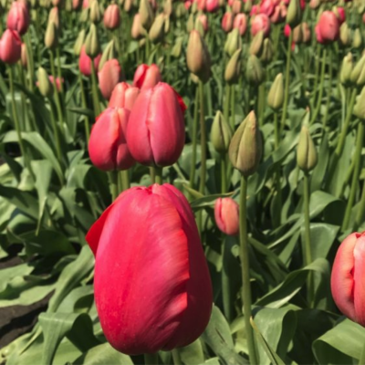 Тюльпан Реноун Тюльпан Реноун - Dolina-Sad.Ru