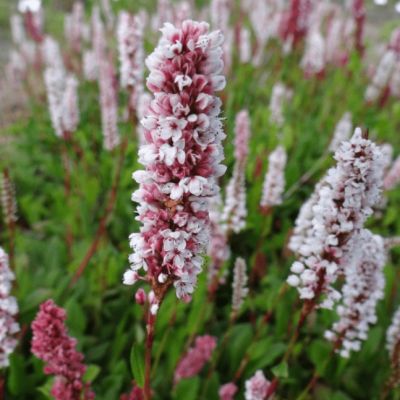 Горец родственный Дональд Лаундес , P9 Горец родственный Дональд Лаундес , P9 фото