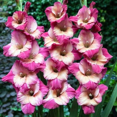 Гладиолус Тедс Фэйварит Гладиолус Тедс Фэйварит фото