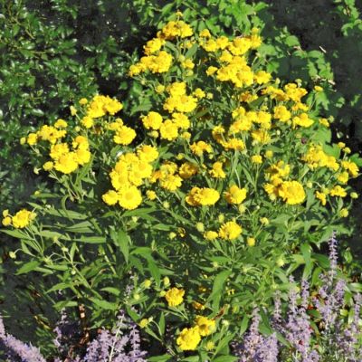 Гелениум Дабл Трабл Гелениум Дабл Трабл - Dolina-Sad.Ru