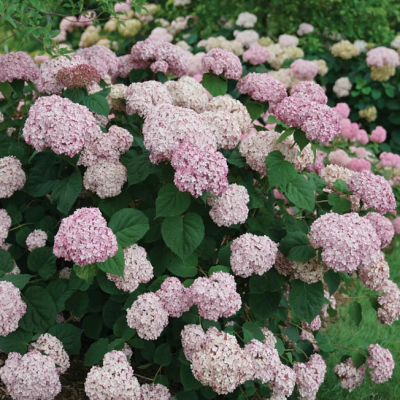 Гортензия древовидная Кендибель Бабл Гам Гортензия древовидная Кендибель Бабл Гам фото