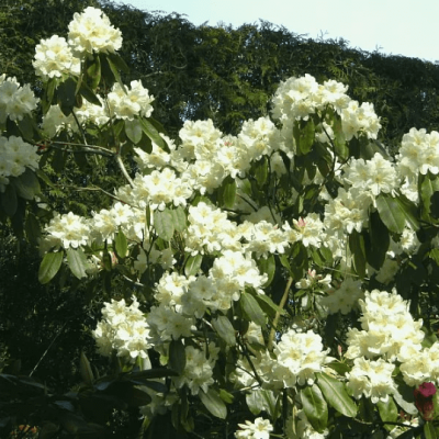 Рододендрон гибридный Голдфорт фото