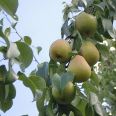 Груша Московская Груша Московская - Dolina-Sad.Ru