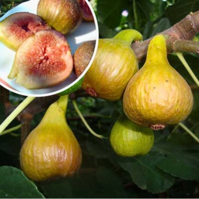 Инжир Францеска Инжир Францеска - Dolina-Sad.Ru